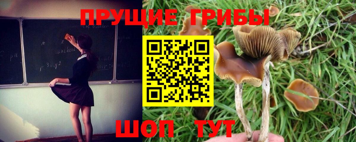 как найти наркотики  Вход с VPN  Новодвинск  Псилоцибиновые грибы Psilocybe 